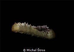 Coral shrimp (Pontonides ankeri)...snoot in action by Michal Štros 